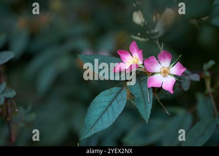 Rosa glauca Blumen, Garten und Outdoor im Frühling mit Blättern, Bäumen und Wachstum mit Sonnenschein auf dem Land. Rote Blattrose, Pflanzen und blühen mit Stockfoto