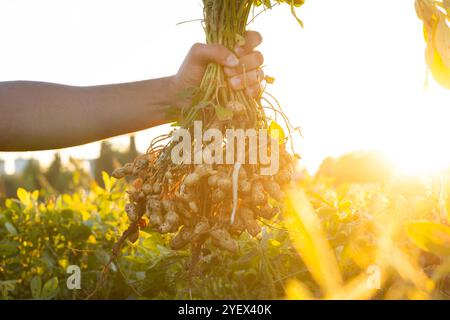 Ein Landwirt, der frisch geerntete Erdnüsse mit Wurzeln auf einem Feld hält. Der Hintergrund zeigt grüne Erdnusspflanzen bei Sonnenuntergang, die landwirtschaftliche Produktion zeigen Stockfoto