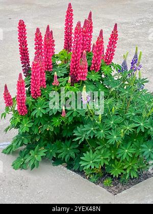 Lupinen, Lupinen, Lupinen mit rosa Blüten, die in einem Garten wachsen Stockfoto