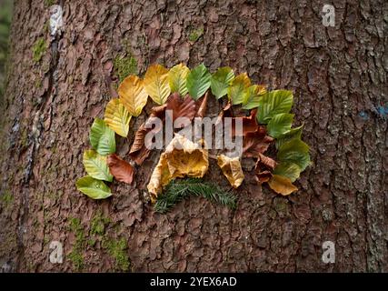 Ein wunderschönes Bio-Kunstwerk mit herbstfarbenen Blättern, die auf strukturierter Baumrinde angeordnet sind und den natürlichen Übergang der Jahreszeiten hervorheben. Das ist raus Stockfoto