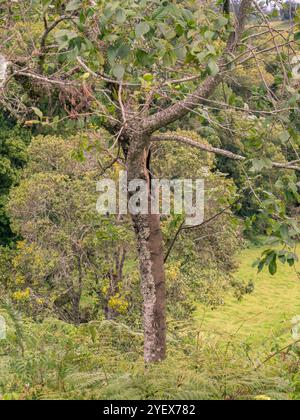 Eine alte Erle mit Flechten auf einer Seite des Stammes, in einem Wald in den östlichen Andenbergen Zentral-Kolumbiens. Stockfoto