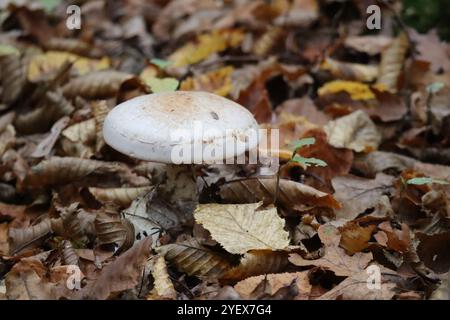 Wunderschöner Schuppenholzpilz in altem Laub Stockfoto