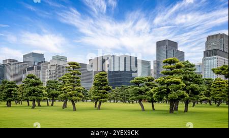 Ansammlung von Zierkiefern auf dem Gelände des Imperail-Palastes in Tokio, Japan am 10. Oktober 2024 Stockfoto