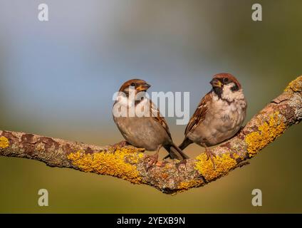 Zwei süße Spatzen sitzen im Frühjahr auf einem Ast im Park Stockfoto