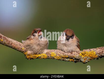 Zwei niedliche Vogelspatzen sitzen im Frühjahr mit offenem Schnäbel auf einem Ast in einem Park Stockfoto