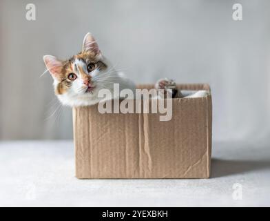 Lustige Katze, die aus einer kleinen Verpackung auf weißem Hintergrund guckt Stockfoto