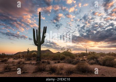 Saguaro-Kakteen bei Sonnenuntergang in einer malerischen Wüstenlandschaft von Arizona Stockfoto