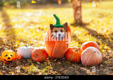 Süßer fröhlicher Corgi-Hund im Herbstgarten, umgeben von Orangengemüse und mit Kürbiskostüm Stockfoto