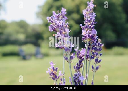 Lavendelpflanzen wachsen im Lavendelgarten Stockfoto