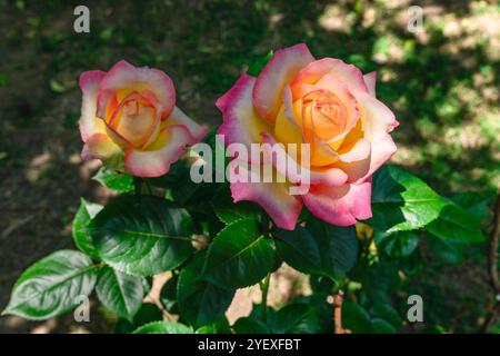 Nahaufnahme eines wunderschönen Rosenbusches, der in einem Garten blüht, mit strahlendem Sonnenlicht, das seine dezenten rosa, orange und gelben Farben hervorhebt. Stockfoto