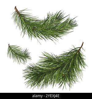 Kiefernäste. Schöner grüner Weihnachtsbaum oder Tannenzweig. Aquarellabbildung in digitaler Form. Isolierte Komposition auf weißem Hintergrund Stockfoto