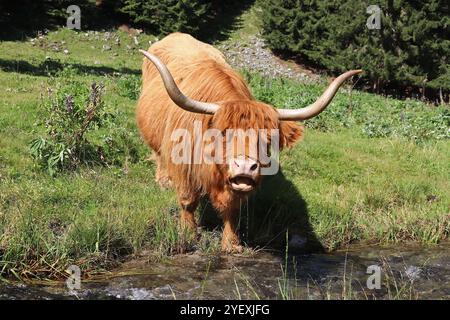 Eine rote schottische Highland-Kuh mit großen Hörnern trinkt Wasser an einem Bach Stockfoto