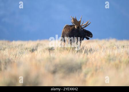 Bullenelche während der Furche im Grand Teton National Park, Wyoming Stockfoto