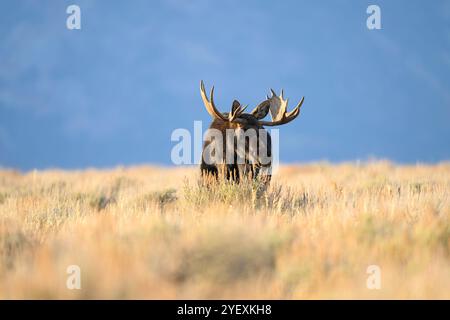 Bullenelche während der Furche im Grand Teton National Park, Wyoming Stockfoto