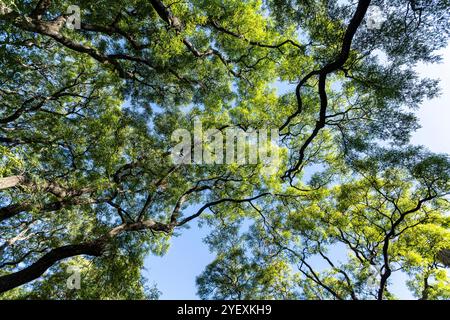 Subtropischer Wald im Lezama Park, Buenos Aires, Argentinien Stockfoto