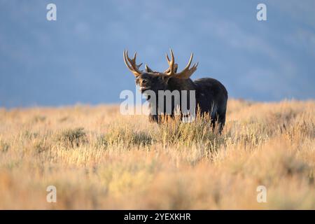 Bullenelche während der Furche im Grand Teton National Park, Wyoming Stockfoto