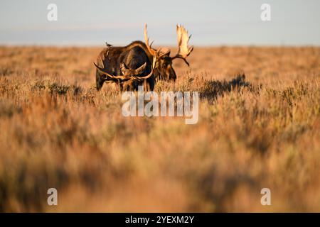 Bullenelche im Herbst, Grand Teton National Park, Wyoming Stockfoto