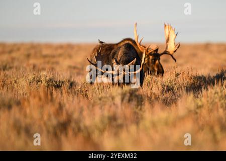 Bullenelche im Herbst, Grand Teton National Park, Wyoming Stockfoto