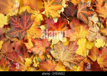 Herbstlicher Hintergrund - von oben nach unten auf einen Haufen getrockneter gelber, grüner, oranger und roter Ahornblätter. Nahaufnahme Stockfoto