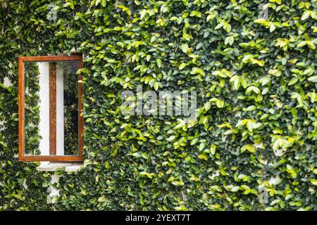 Holzfenster umgeben von üppigem grünem Efeu an der Außenwand, Kopierraum Stockfoto