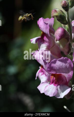 Biene auf der snapdragon-Blume Stockfoto