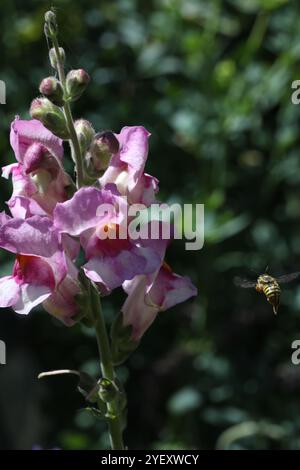Biene auf der snapdragon-Blume Stockfoto
