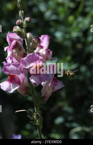 Biene auf der snapdragon-Blume Stockfoto