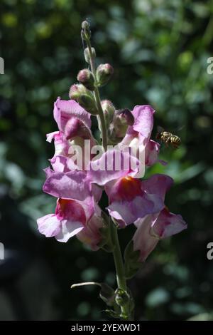Biene auf der snapdragon-Blume Stockfoto
