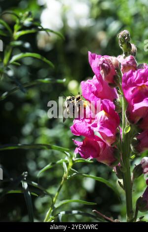 Biene auf der snapdragon-Blume Stockfoto