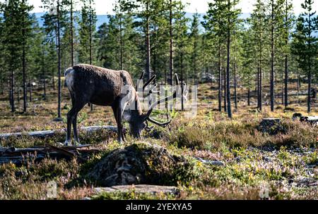 Bull Mountain Rentiere, die in der üppigen Vegetation eines schwedischen Borealen Waldes weiden. Rangifer tarandus tarandus in seinem natürlichen Lebensraum in Idre Dalarna Stockfoto