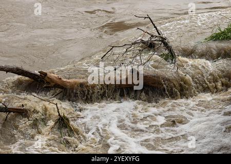 Treibholz und Trümmer, die von einem starken Wasserfluss in einem aufgeblähten Fluss nach starken Regenfällen getragen werden. Naturkatastrophen, Wasserdynamik und Umweltauswirkungen Stockfoto