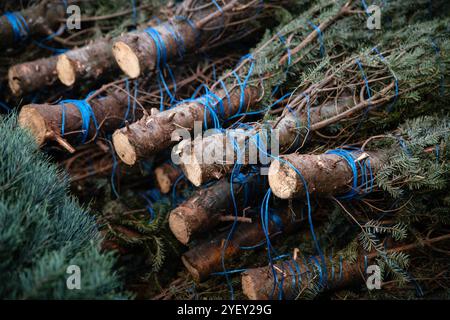 Denver, Colorado, USA. November 2024. Gehackte Weihnachtsbäume füllen einen Hof am 7. Dezember 2023 auf der Rentier Ranch Christmas Trees in Glendale. (Kreditbild: © Olivia Sun/Colorado Sun via ZUMA Press Wire) NUR REDAKTIONELLE VERWENDUNG! Nicht für kommerzielle ZWECKE! Quelle: ZUMA Press, Inc./Alamy Live News Stockfoto