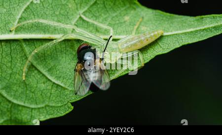 Nahaufnahme einer kleinen grünen Krabbenspinne, die eine Fliege auf einem lebendigen grünen Blatt fängt und isst und die Wunder der Natur und die Beziehungen zwischen Raubtier und Beutetier zeigt Stockfoto