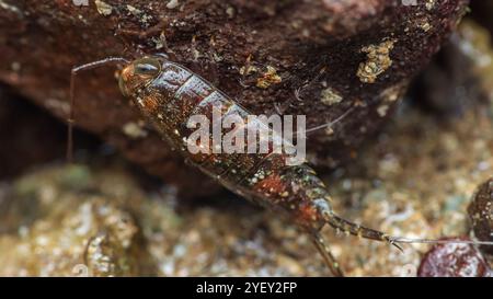 Nahaufnahme einer Sea Roach, die die felsige Oberfläche einer Gezeitenzone erforscht und ihren segmentierten Körper und ihre empfindlichen Antennen, Makrofotografie und zeigt Stockfoto