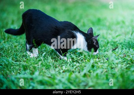 Schwarz-weiße Katze schnüffelt und erforscht grünes Gras im Garten, genießt die Natur, Makrofotografie und hat nichts von KI erzeugt. Stockfoto