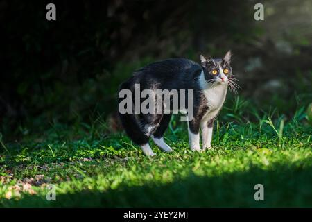 Neugierige Katze mit schwarz-weißem Fell, die auf einem grünen Rasen steht, das Sonnenlicht durch Bäume filtert, Makrofotografie und keine Generate hat Stockfoto