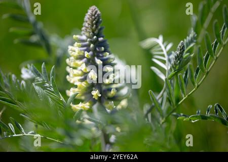 Sophora alopecuroides, auch Sophora vulgaris, Sophora Brünets. Blumen in einem natürlichen Hintergrund. Stockfoto