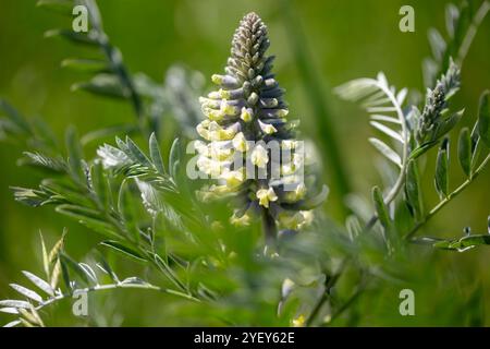 Sophora alopecuroides, auch Sophora vulgaris, Sophora Brünets. Blumen in einem natürlichen Hintergrund. Stockfoto