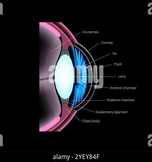 Illustration der Augenanatomie. Die Struktur des Auges besteht aus drei verschiedenen Schichten. Die äußere Schicht, gebildet von Sklera und Hornhaut. Die Zwischenschicht, Iris und Ziliarkörper, extraokulare Muskeln und Aderhaut. Die innere Schicht oder der sensorische Teil des Auges, die Netzhaut und der Sehnerv. Stockfoto