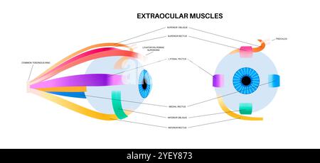 Illustration der extraokularen Muskelanatomie. Diese Muskeln steuern die Bewegungen des Augapfels und des oberen Augenlids. Stockfoto