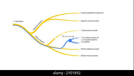 Darstellung der Anatomie des Okulomotorischen Nervus im menschlichen Gehirn. Der Nervus oculomotorius teilt sich im vorderen Teil des Sinus cavernosus in Superior und inferior. Stockfoto