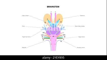 Darstellung der Hirnnervenanatomie. Die Hirnnerven sind eine Gruppe von 12 paarweise Nerven, die direkt aus dem Gehirn entstehen. Die ersten beiden Nerven (olfaktorisch und optisch) entstehen aus dem Großhirn, während die restlichen zehn aus dem Hirnstamm herauskommen. Die Namen der Hirnnerven beziehen sich auf ihre Funktion und sind numerisch in römischen Zahlen gekennzeichnet. Stockfoto