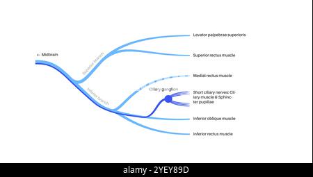 Darstellung der Anatomie des Okulomotorischen Nervus im menschlichen Gehirn. Der Nervus oculomotorius teilt sich im vorderen Teil des Sinus cavernosus in Superior und inferior. Stockfoto