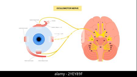 Darstellung der Anatomie des Okulomotorischen Nervus im menschlichen Gehirn. Der Nervus oculomotorius teilt sich im vorderen Teil des Sinus cavernosus in Superior und inferior. Stockfoto