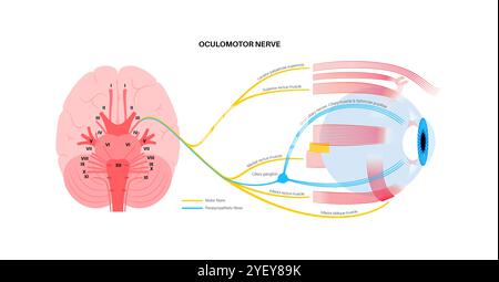 Darstellung der Anatomie des Okulomotorischen Nervus im menschlichen Gehirn. Der Nervus oculomotorius teilt sich im vorderen Teil des Sinus cavernosus in Superior und inferior. Stockfoto