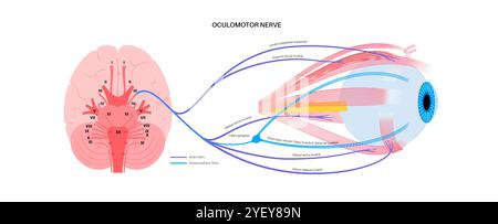 Darstellung der Anatomie des Okulomotorischen Nervus im menschlichen Gehirn. Der Nervus oculomotorius teilt sich im vorderen Teil des Sinus cavernosus in Superior und inferior. Stockfoto