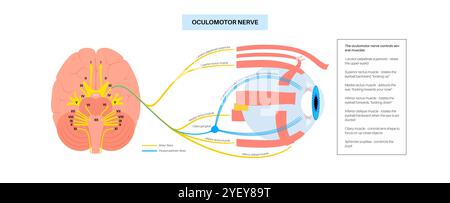 Darstellung der Anatomie des Okulomotorischen Nervus im menschlichen Gehirn. Der Nervus oculomotorius teilt sich im vorderen Teil des Sinus cavernosus in Superior und inferior. Stockfoto