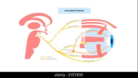 Darstellung der Anatomie des Okulomotorischen Nervus im menschlichen Gehirn. Der Nervus oculomotorius teilt sich im vorderen Teil des Sinus cavernosus in Superior und inferior. Stockfoto