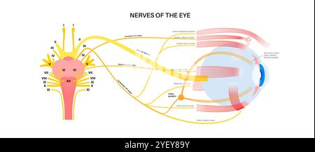 Illustration der motorischen Nerven des Auges einschließlich der Abducens-, Trochlear- und Okulomotoriennerven im menschlichen Gehirn. Diese Nerven innervieren motorische, sensorische und autonome Strukturen in den Augen. Stockfoto