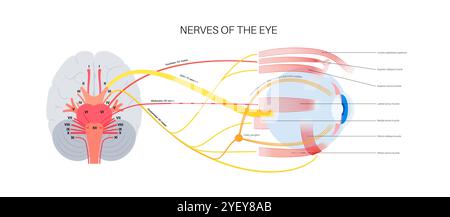 Illustration der motorischen Nerven des Auges einschließlich der Abducens-, Trochlear- und Okulomotoriennerven im menschlichen Gehirn. Diese Nerven innervieren motorische, sensorische und autonome Strukturen in den Augen. Stockfoto